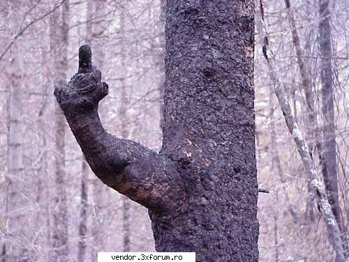 copacul poate fi om, omul poate fi copac ? :rotfl: interesant
